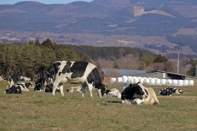 株式会社 SUN-FARM野村牧場 第二牧場の畜産スタッフ 正社員求人(北海道川上郡標茶町上オソツベツの牧場・酪農)