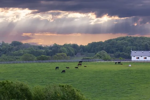 大島牧場の畜産スタッフ 正社員求人(北海道稚内市大字声問村字上豊別の牧場・酪農)