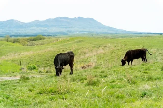 トータルデイリーサポートサービス合同会社の畜産スタッフ 正社員求人(群馬県吾妻郡長野原町大字北軽井沢の飼料メーカー)