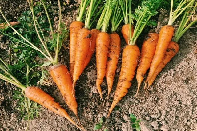 北洋ガーデンファーム株式会社の農業スタッフ パート求人（北海道広尾郡大樹町字芽武の農業）