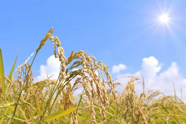 株式会社あしだファームの農業スタッフ 正社員求人（北海道千歳市釜加の農業）