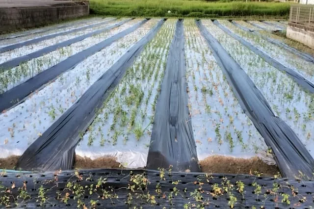 有限会社営農企画の農業スタッフ 正社員求人(北海道上川郡比布町北の農業)