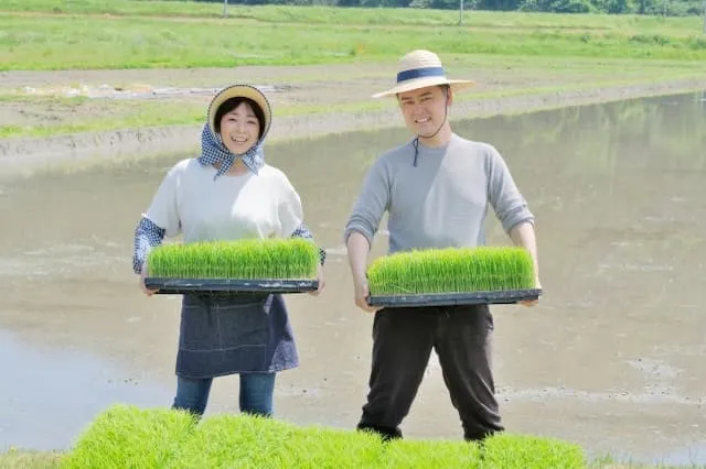 大橋さくらんぼ園の農業スタッフ 正社員求人(北海道芦別市上芦別町の農業)
