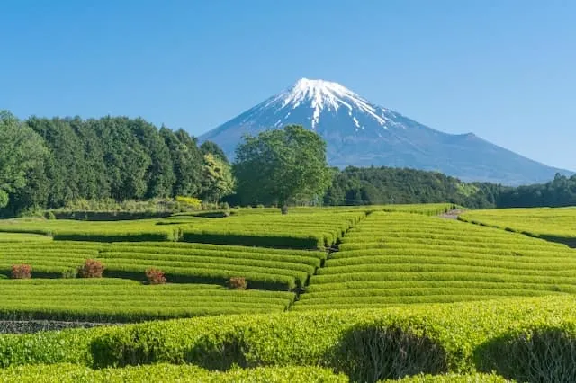 株式会社黒岩農場の農業スタッフ 正社員求人（北海道中川郡美深町字清水の農業）