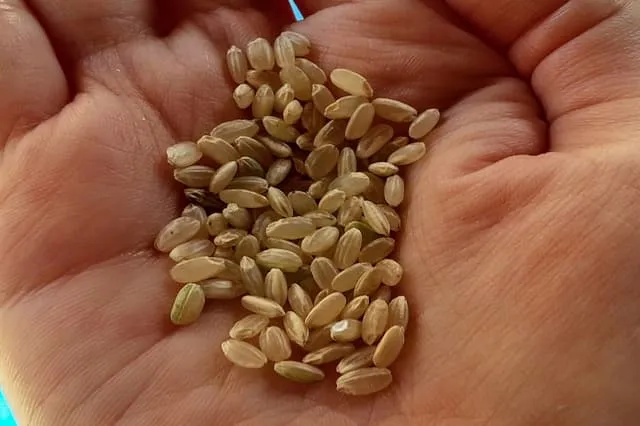 株式会社山本忠信商店の農業スタッフ 正社員求人(北海道河東郡音更町木野西通の農業)