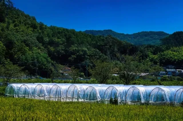 株式会社赤坂農場の農業スタッフ 正社員求人（北海道勇払郡安平町早来瑞穂の農業）