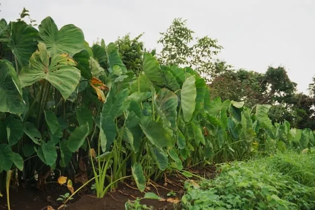アイケイファーム積丹株式会社の農業スタッフ 正社員求人（北海道余市郡余市町黒川町の農業）