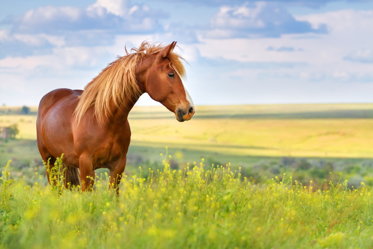 サラブレッドが競走馬になるまで