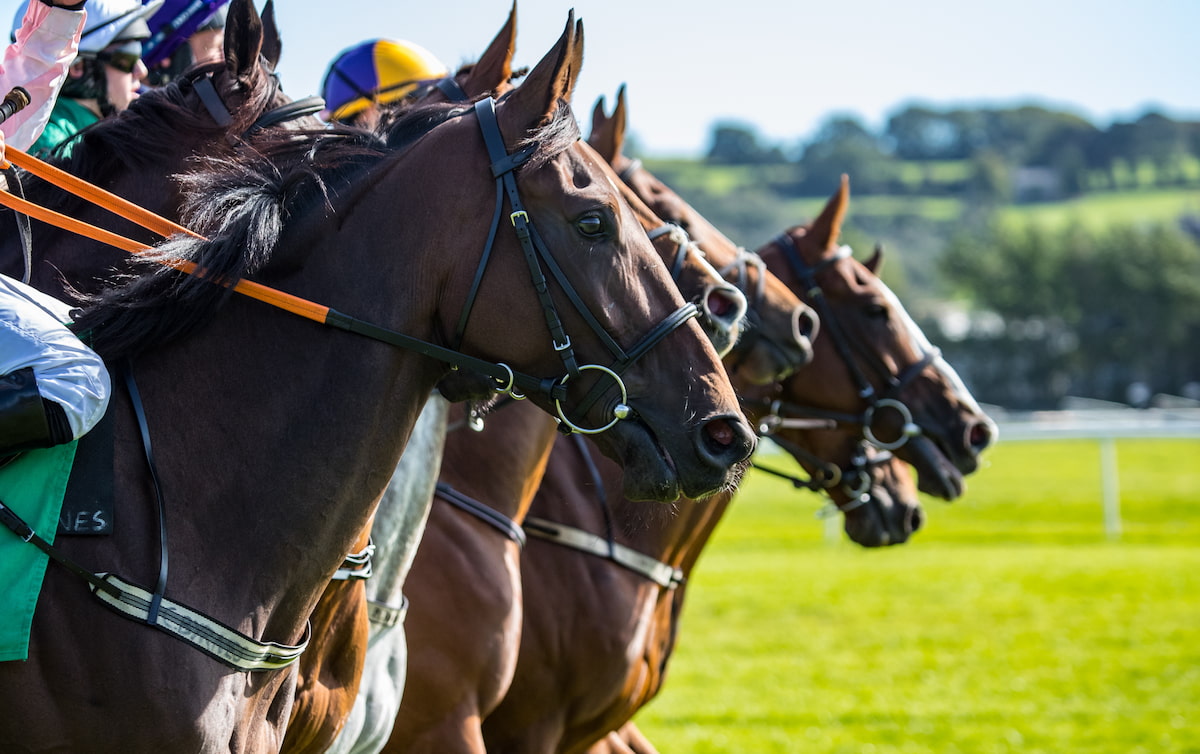 競走馬に関わる仕事とは？サラブレッドから競走馬への成長過程も理解しておこう