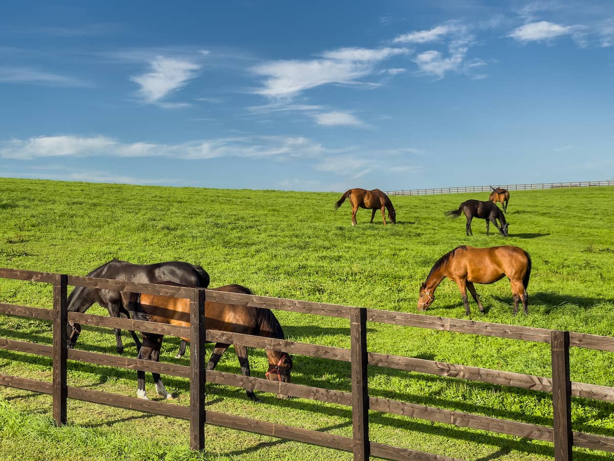 競走馬をめぐる人々のつながり