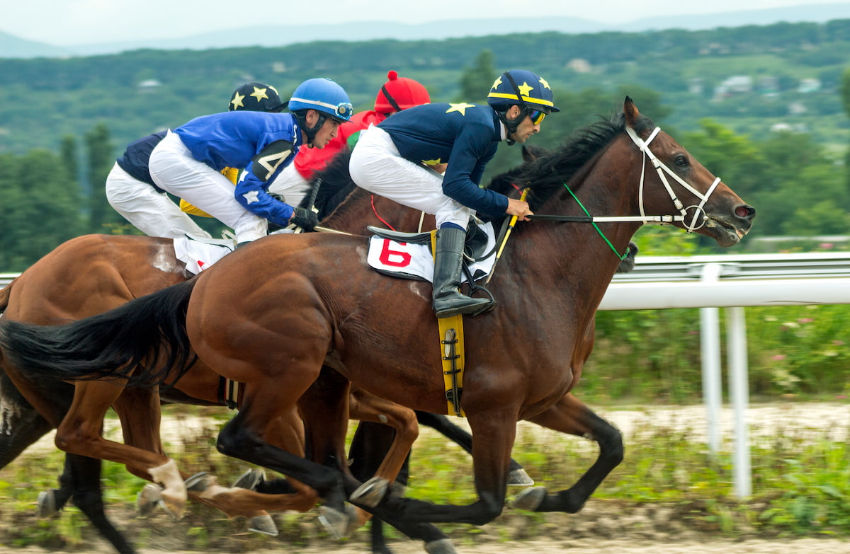 中央競馬と地方競馬の違い