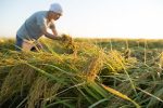 週末農業の4つの魅力！週末農業のおすすめの野菜や成功させるコツ