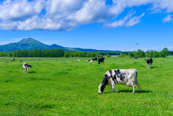 北海道移住で後悔する5つの理由！移住のメリットや後悔しない対策も